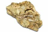 Fossil Hadrosaur Chevron Bone and Tendons in Sandstone - Wyoming #371514-2